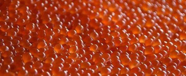 Salmon Roe Keta Red Caviar, Keta Ikura