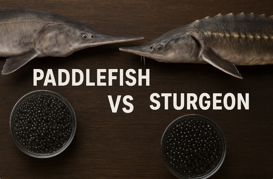Paddlefish vs Sturgeon Caviar: Taste, Texture, and Price Compared